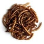 Dawn Chorus Dried Mealworms 12.5KG