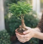 Avergo Bonsai Tree Starter Kit - Image 10