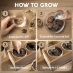 Avergo Bonsai Tree Starter Kit - Image 3