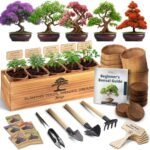 Avergo Bonsai Tree Starter Kit