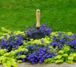 DeWit Tempered Boron Potting Trowel - Image 4