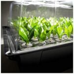 X-Stream Aeroponic Propagator 40 Site - Image 5