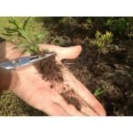 Lawn Jaws Sharktooth Weed Puller - Image 6