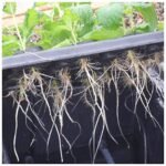 X-Stream Aeroponic Propagator 40 Site - Image 6